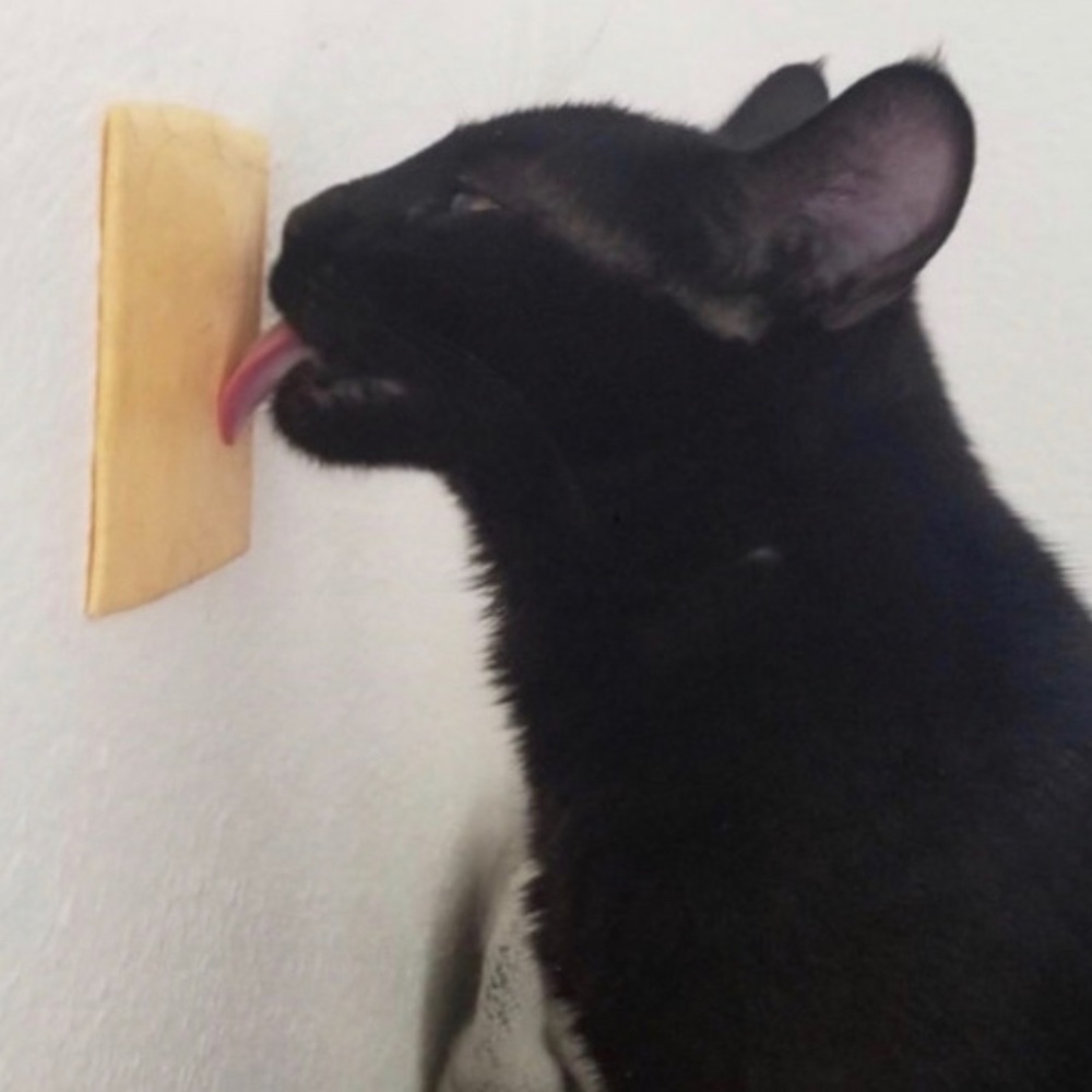 Meet your Posher, Jesse